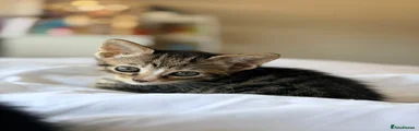 Tabby kitten 1