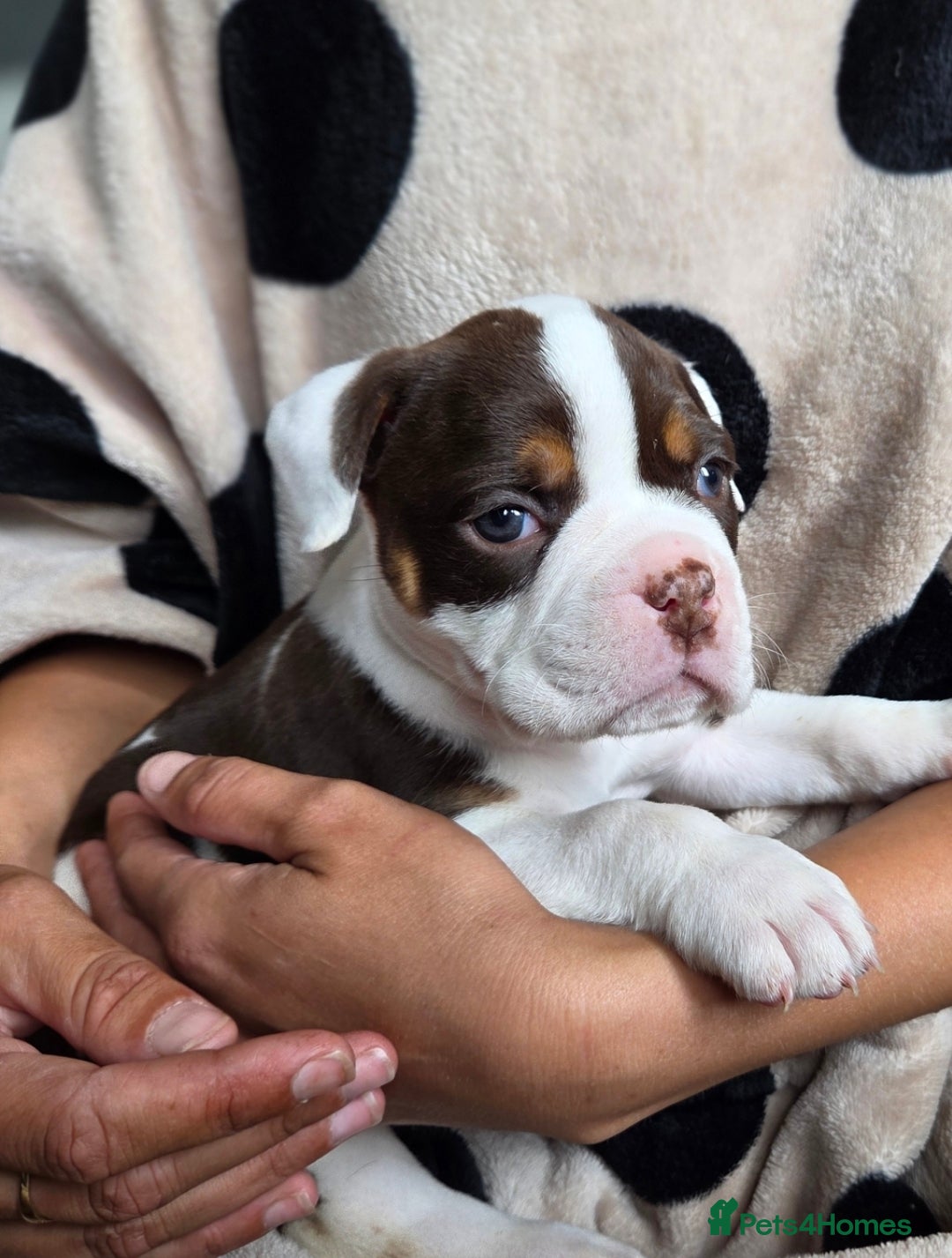Olde English Bulldogge dogs for sale: Olde English bulldogs  - Image 4