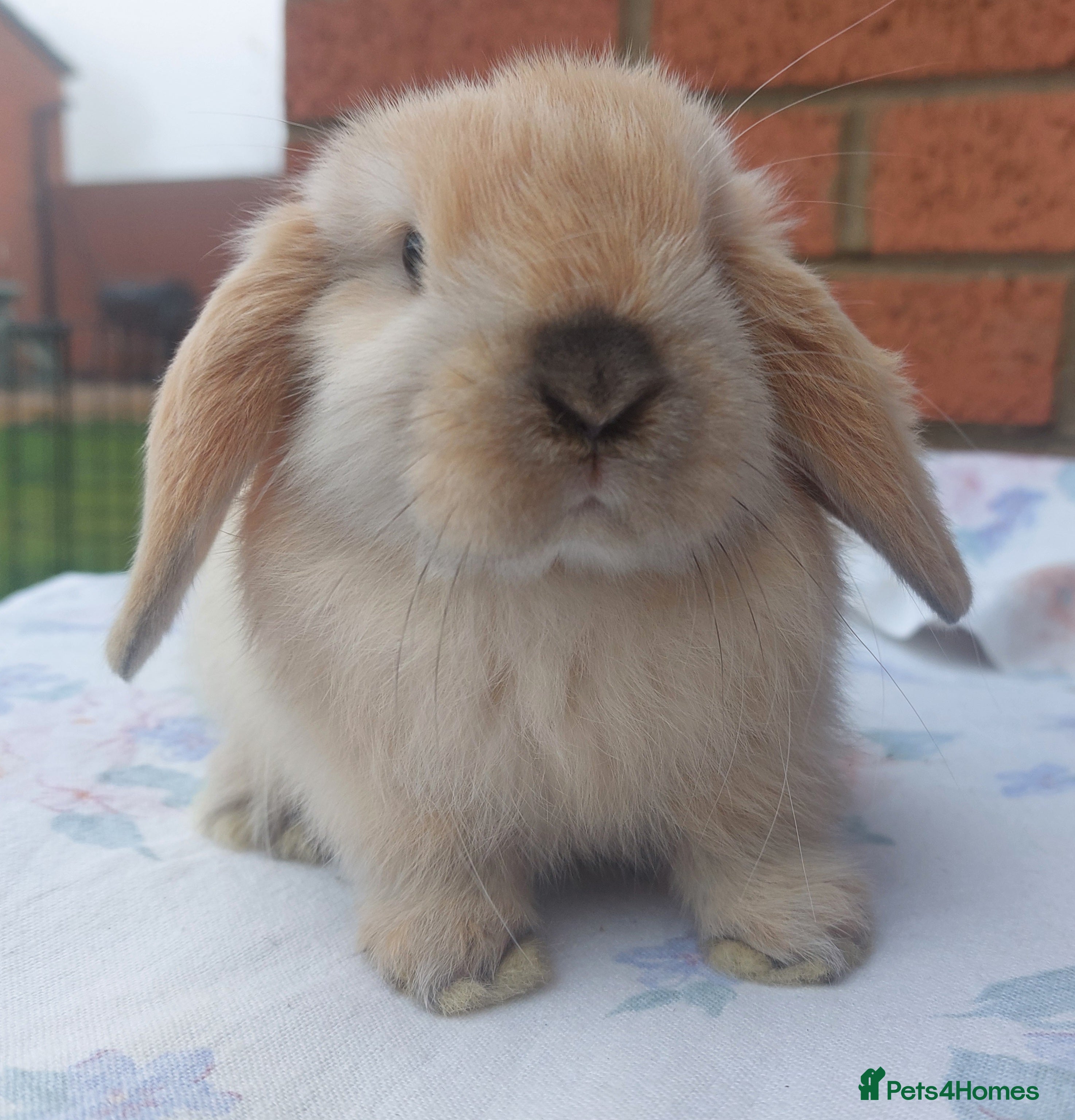 Mini Lop rabbits ☆ Baby Mini Lop Buck ☆ - Advert 11