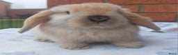 Mini Lop rabbits for sale: ☆ Baby Mini Lop Buck ☆ - Advert 1