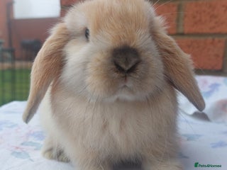 Mini Lop rabbits ☆ Baby Mini Lop Buck ☆ - Advert 2
