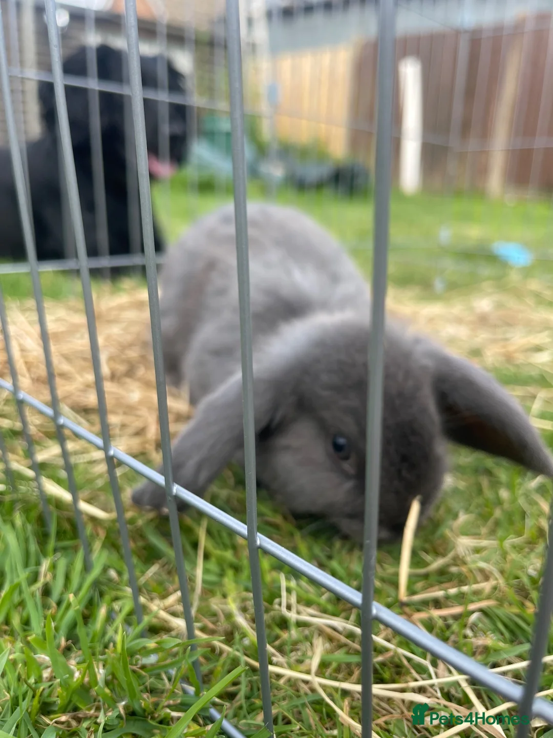Mini Lop rabbits for sale: 3 mini lops for sale in Dover - Advert 2