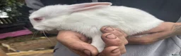 Rex rabbits for sale: Beautiful albino Rex  - Advert 10