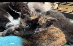 British Shorthair cats for sale: Beautiful Shorthair kittens - Image 3