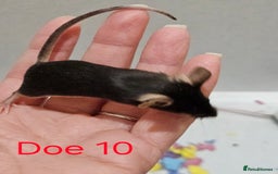 Mouse rodents for sale: Fancy Mice  - Image 6