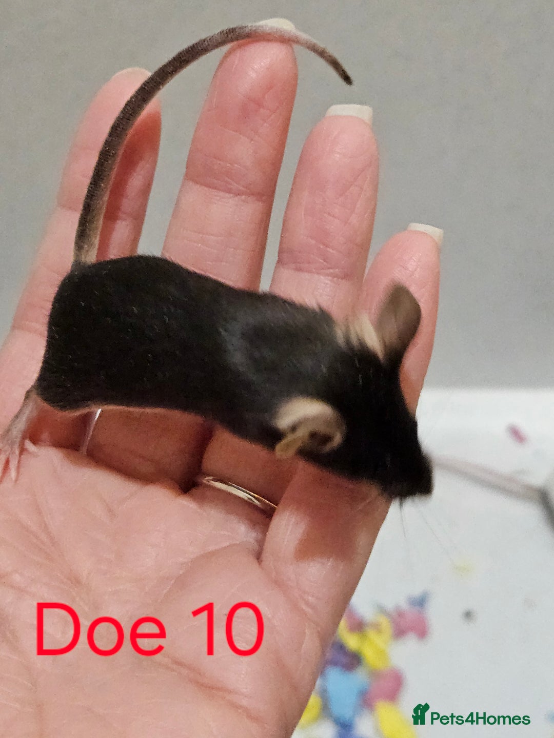 Mouse rodents for sale: Fancy Mice  - Image 6