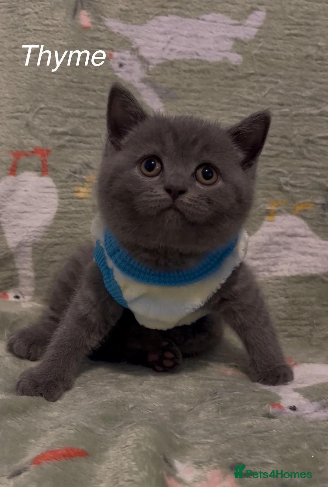 British Shorthair cats for sale: Pure British Shorthair  - Advert 37