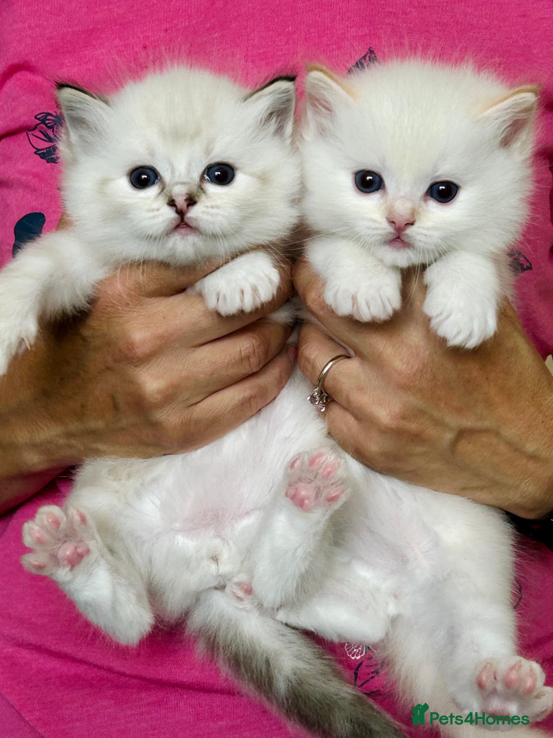 Ragdoll cats for stud: Stunning seal tabby point stud for selected queens in Manchester - Image 11