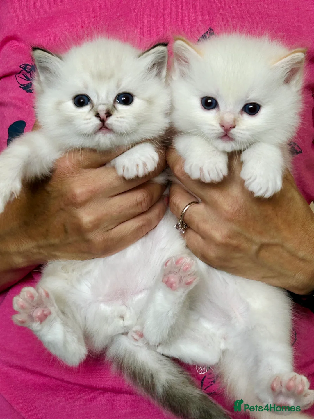 Ragdoll cats for stud: Stunning seal tabby point stud for selected queens in Manchester - Advert 12