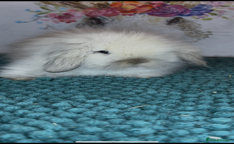 Mini Lion Lop rabbits - Advert 1