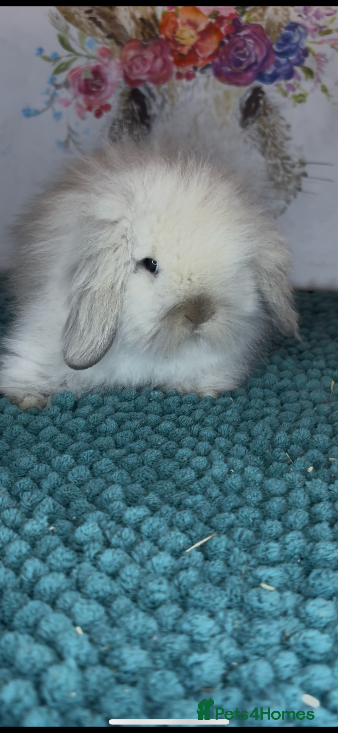 Mini Lion Lop rabbits for sale: Gorgeous fluffy mini lion lop baby bunnies - Image 1
