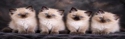 Ragdoll cats for sale: Ragdoll kittens READY NOW - Advert 3