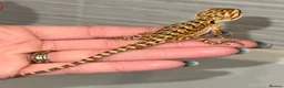 Bearded Dragon reptiles for sale: Baby Bearded Dragons For Sale! - Advert 9