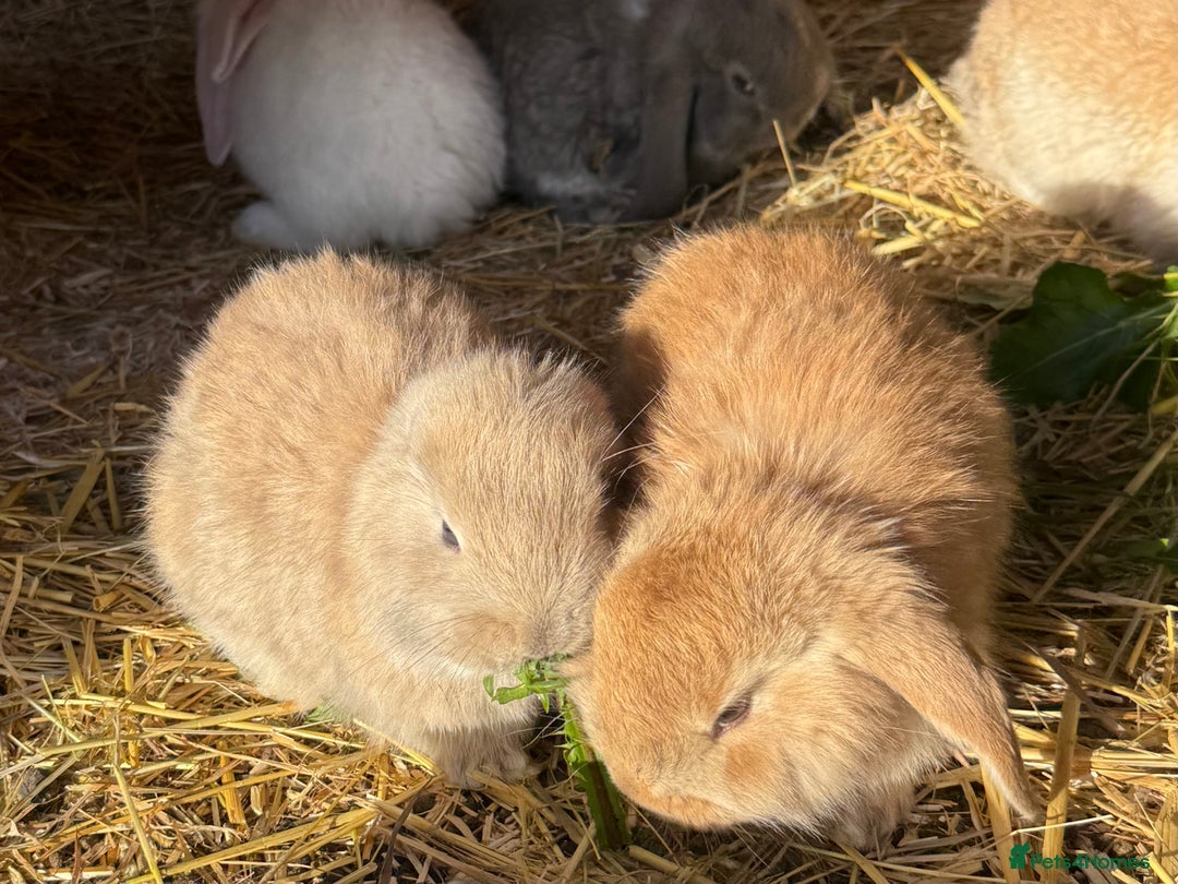 French Lop rabbits for sale: Gorgeous French lop bunnies - Advert 6