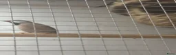 Mixed Breed birds for sale: Finches various - Advert 3
