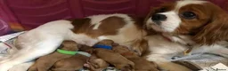 Cavapoo dogs for sale: Fully health checked stunning F1 Cavapoos - Advert 4