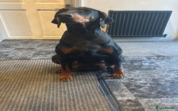 Dobermann dogs for sale: ⭐️DOBERMAN🐾PUPPIES⭐️🐶AVAILABLE🐾MID🐾SEPTEMBER🐶 - Image 3