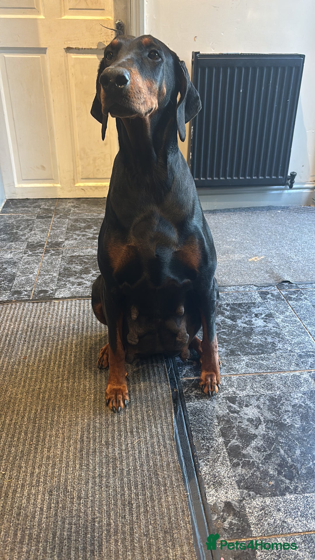 Dobermann dogs for sale: ⭐️DOBERMAN🐾PUPPIES⭐️🐶AVAILABLE🐾MID🐾SEPTEMBER🐶 - Image 3