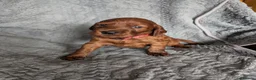 Irish Setter dogs for sale: Irish setter Puppies - Advert 10
