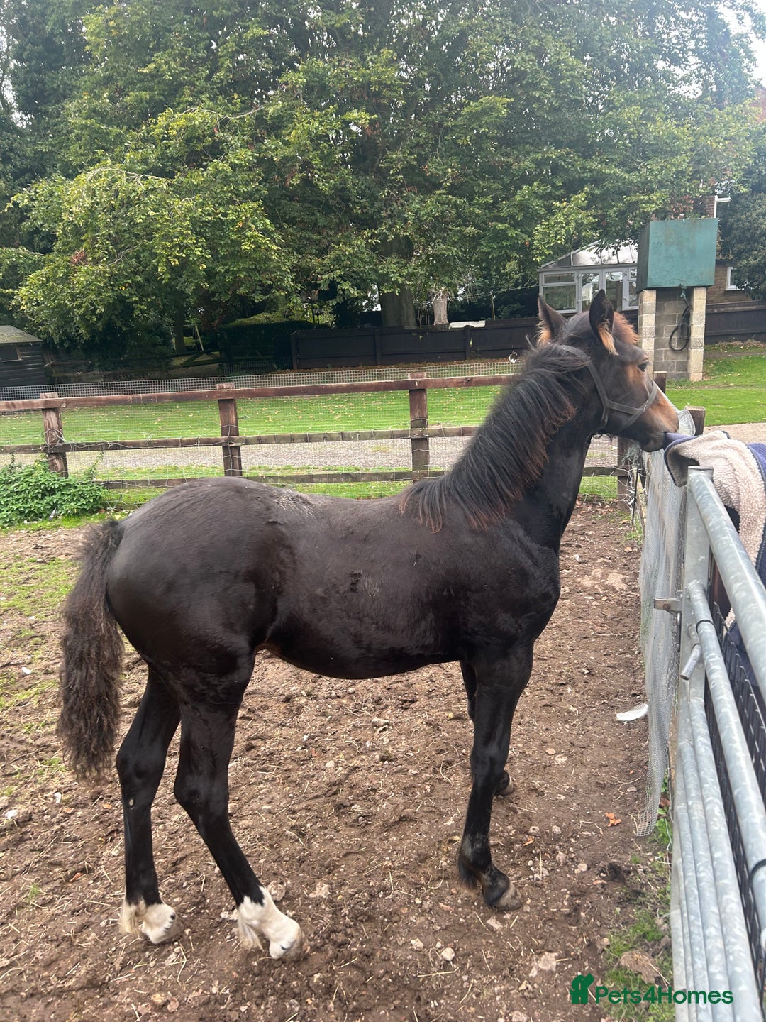 Friesian horses for sale: A Very Special Friesian x Irish Draught  - Image 9