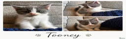British Shorthair cats for sale: 🐾 British Shorthair Cross Kittens 🐾 - Advert 6