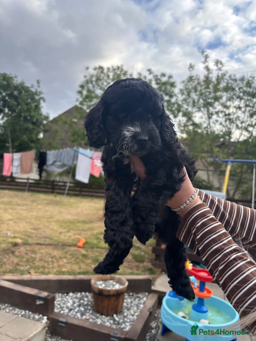 Cockapoo dogs for sale: F2 cockapoo puppies  - Advert 2