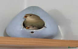 Lovebirds birds for sale: 🐦 Story of The Cutie Siblings! 💚 - Image 1