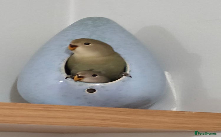 Lovebirds birds - Advert 1