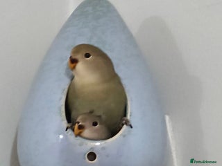 Lovebirds birds - Advert 7