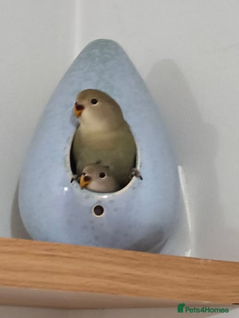Lovebirds birds - Advert 4