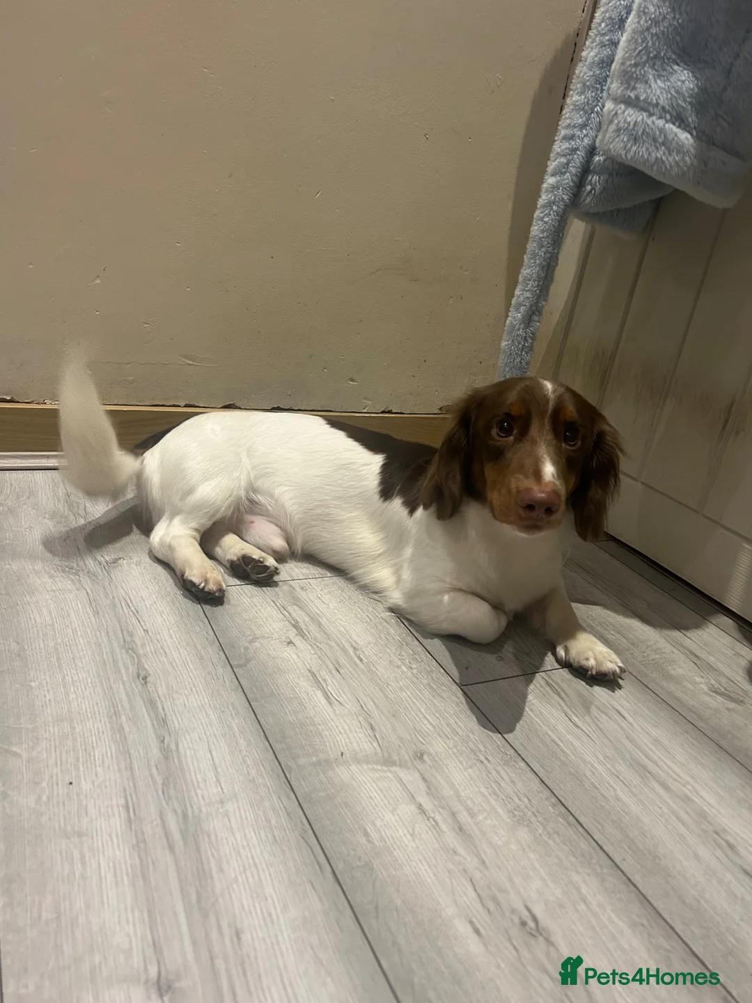 Miniature Dachshund dogs for sale: 1.5 year old male dachshund - Advert 2