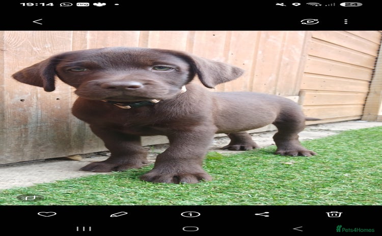 Labrador Retriever dogs - Advert 15