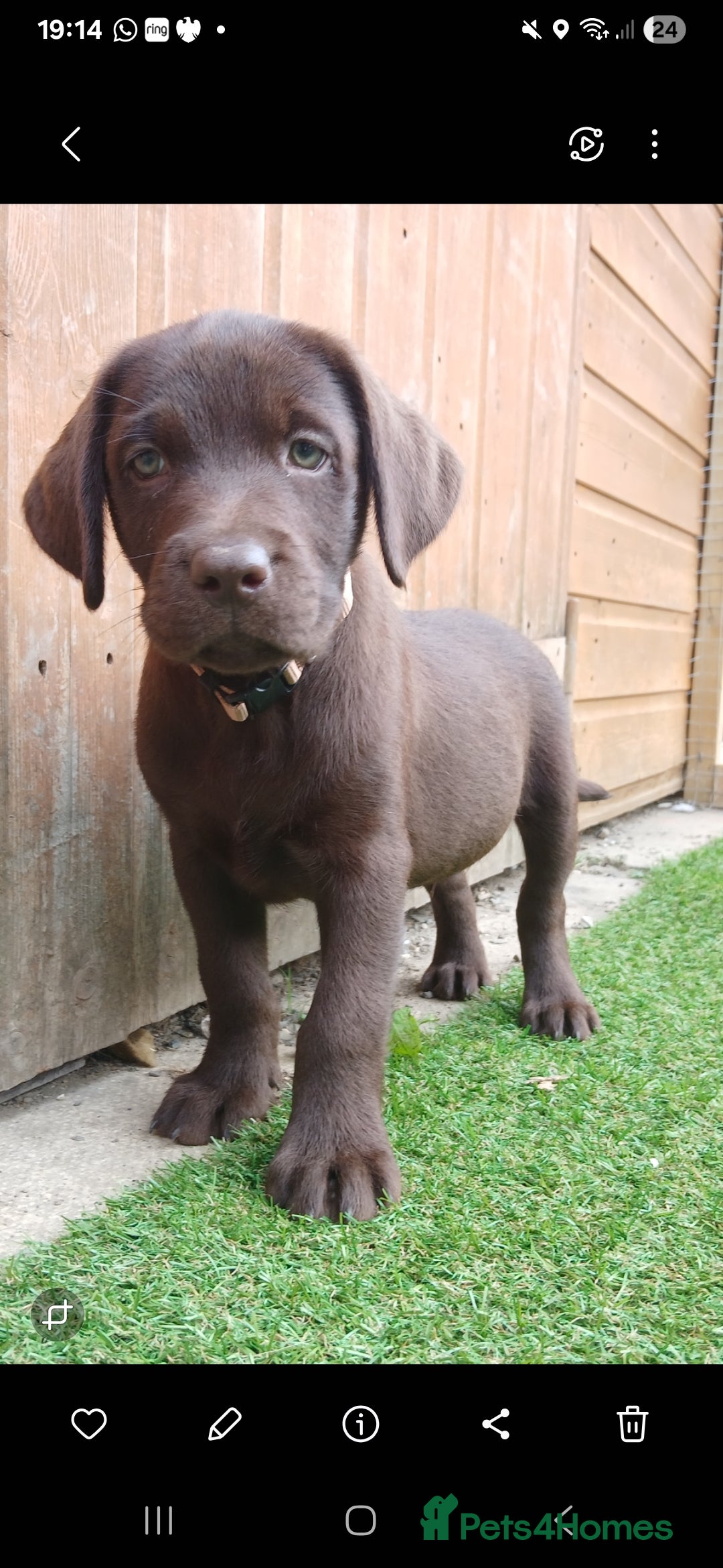 Labrador Retriever dogs for sale: **READY NOW**CHOCOLATE LAB PUPS - Image 2