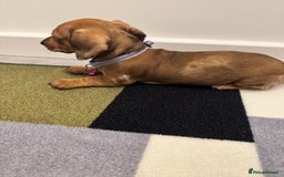 Dachshund dogs for sale: Dachshund female and male puppies  - Image 5