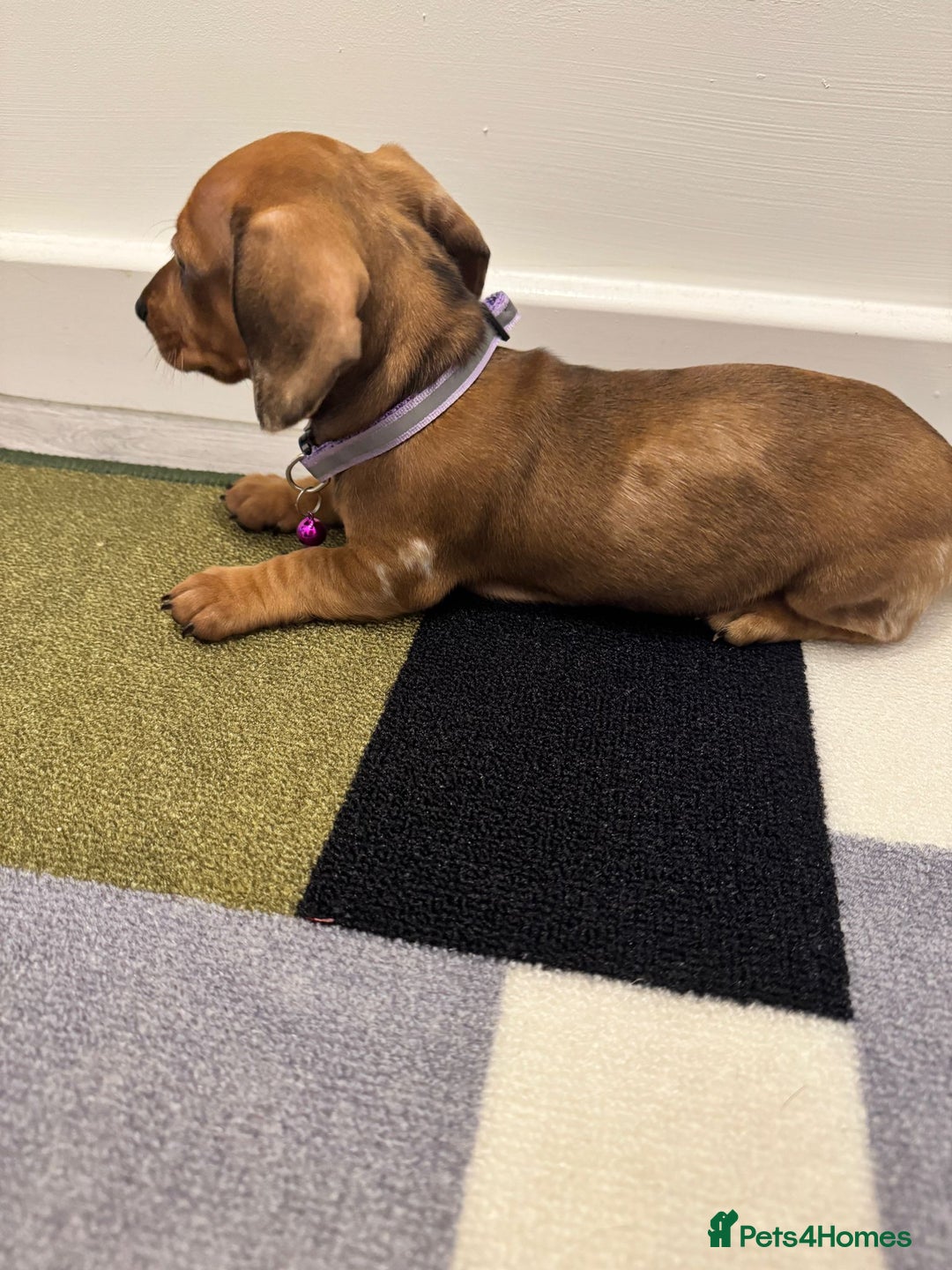 Dachshund dogs for sale: Dachshund female and male puppies  - Image 5