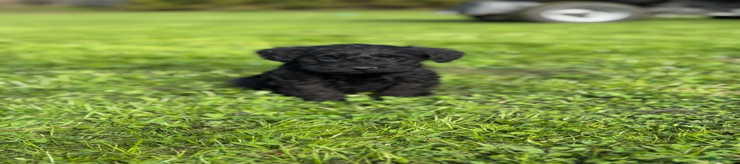 Schnoodle puppy 2