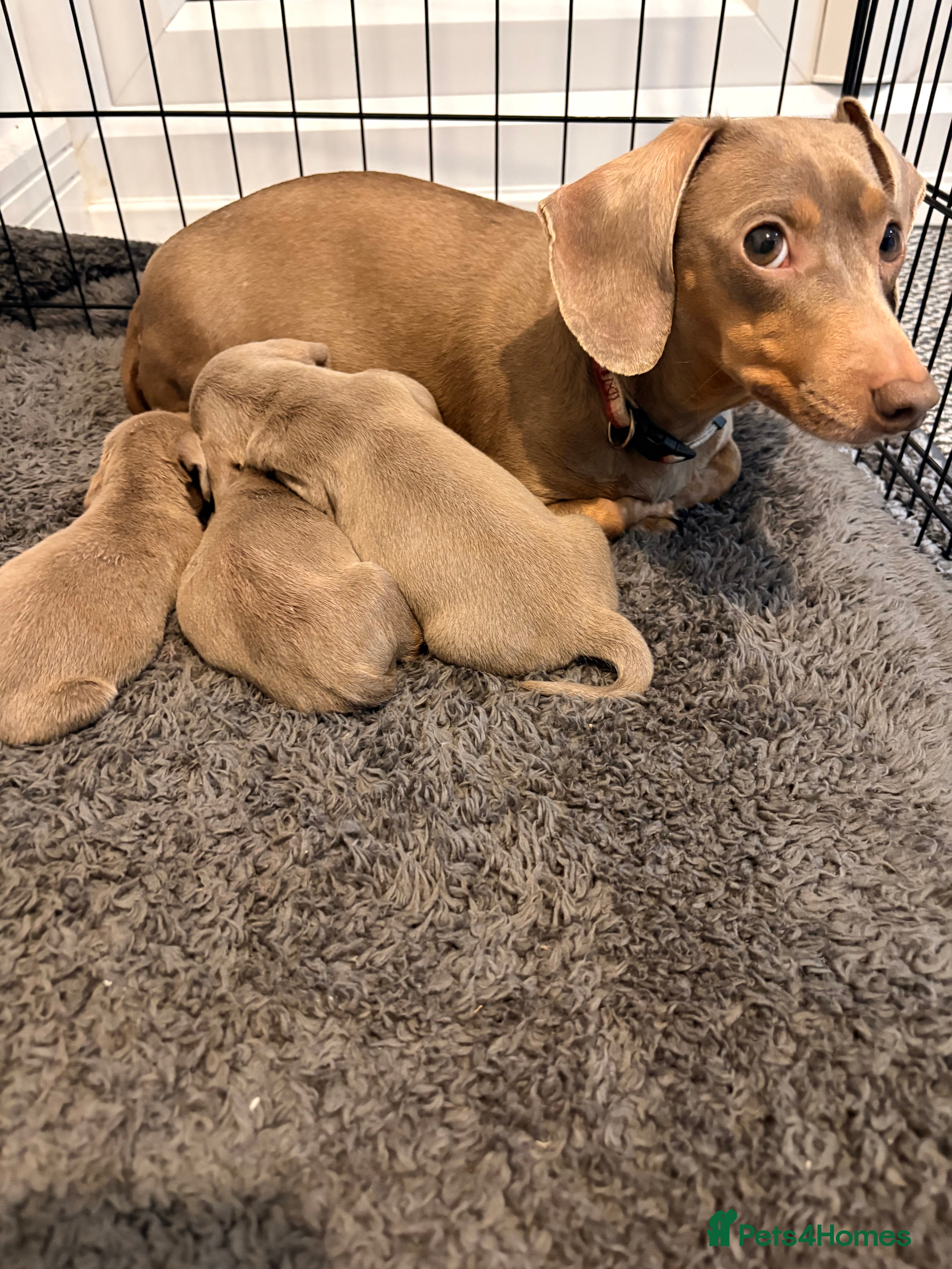 Miniature Dachshund dogs Stunning litter of Isabella miniature daschunds - Advert 1