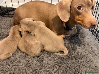 Miniature Dachshund dogs Stunning litter of Isabella miniature daschunds - Advert 1