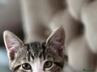 Mixed Breed cats 2 male kittens - Advert 1