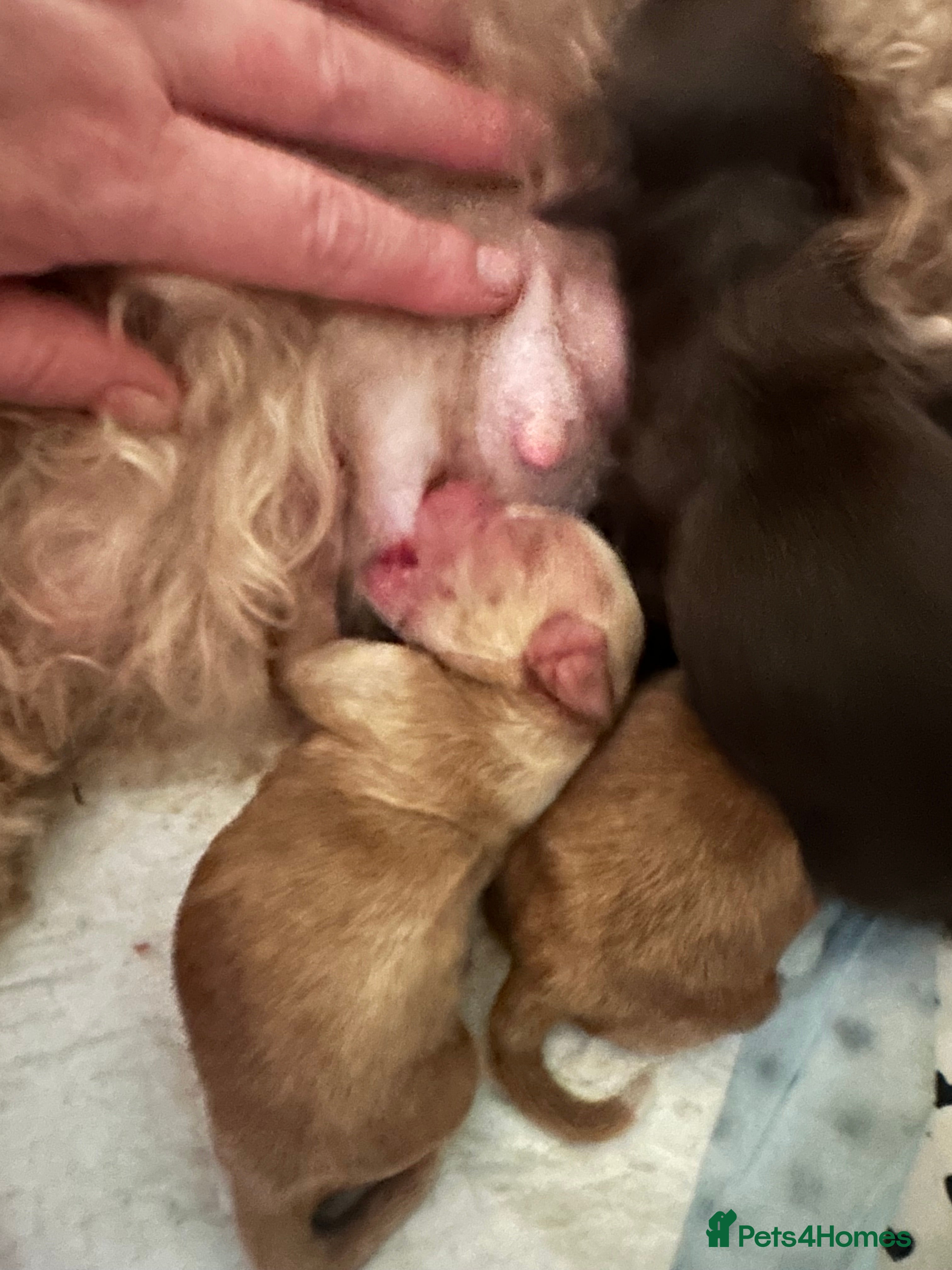 Cockapoo dogs Gorgeous Cockerpoochons  - Advert 1