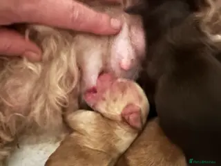 Cockapoo dogs Gorgeous Cockerpoochons - Advert 1