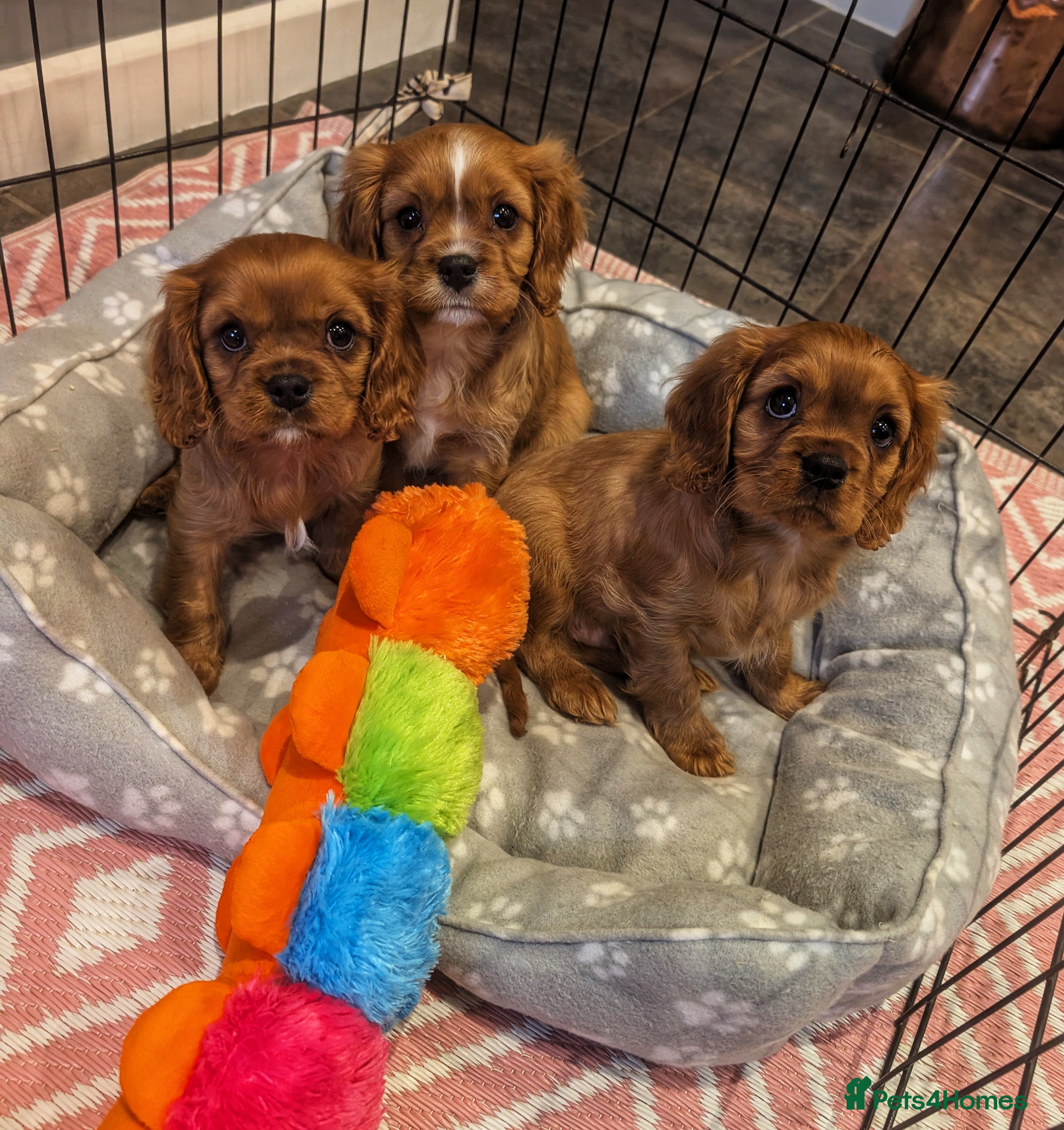 Cavalier King Charles Spaniel dogs 3 BOYS LEFT! HEALTH TESTED & KC REG CAVALIERS - Advert 4