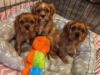 Cavalier King Charles Spaniel dogs 3 BOYS LEFT! HEALTH TESTED & KC REG CAVALIERS - Advert 4