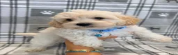 Maltipoo dogs for sale: Happy,loving affectionate Health Tested Maltipoo’s - Advert 5
