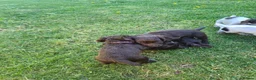 Cocker Spaniel dogs for sale: RkC Working Cocker Spaniel Puppies  - Advert 4