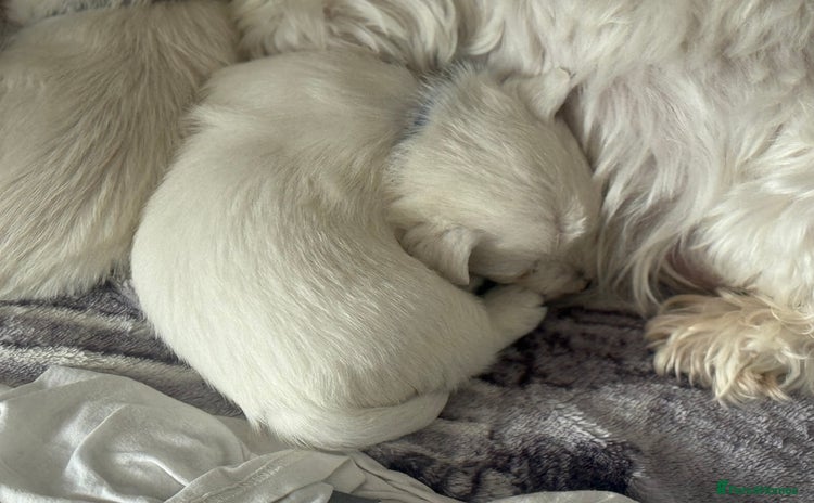 West Highland Terrier dogs - Advert 1