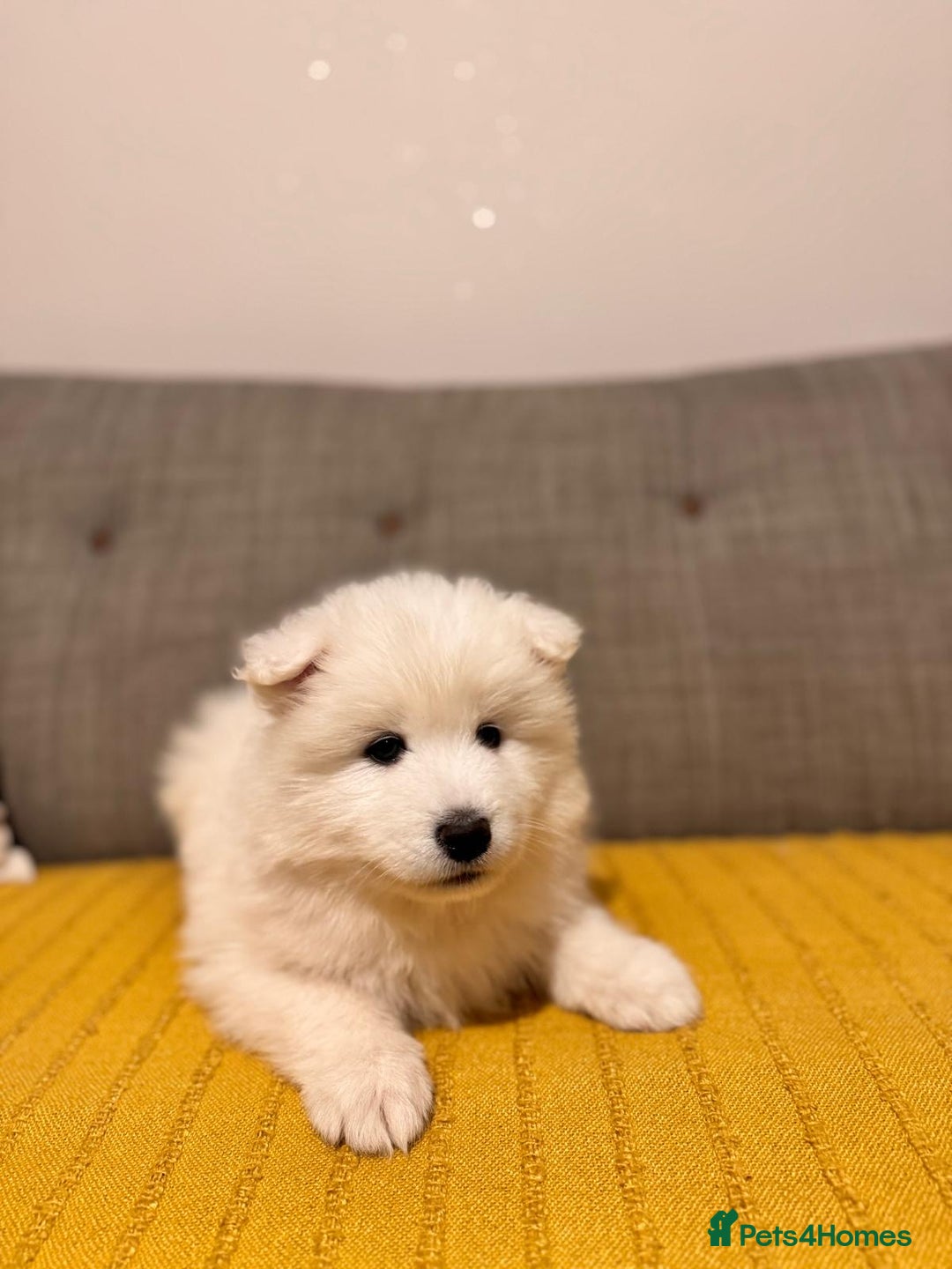 Samoyed dogs for sale: Lovely 4 GIRLS Samoyed puppy - Advert 22