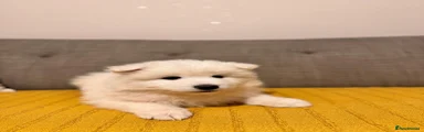 Samoyed Purple