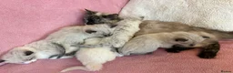 Ragdoll cats for sale: Ragdoll x Siamese Gorgeous kittens 3 Girls 2 Boys - Advert 6