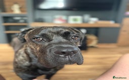 Cane Corso dogs for sale: Cane Corso 8 months old  - Image 4